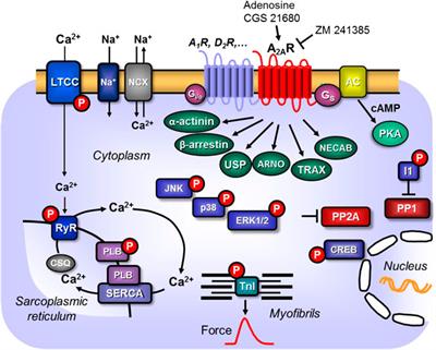 Role of Cardiac A2A Receptors Under Normal and Pathophysiological Conditions